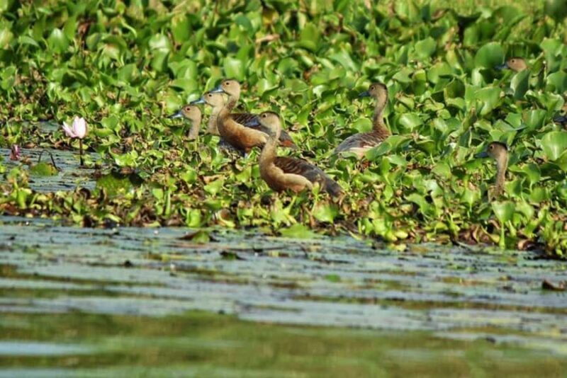 Visit Muthurajawela Wetlands Scenic Boat Ride & Birdwatching - An In-Depth Look at the Muthurajawela Wetlands Tour