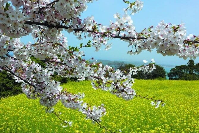 Visit Nokonoshima Island with Natural Attraction Pass - Exploring Nokonoshima Island with the Natural Attraction Pass