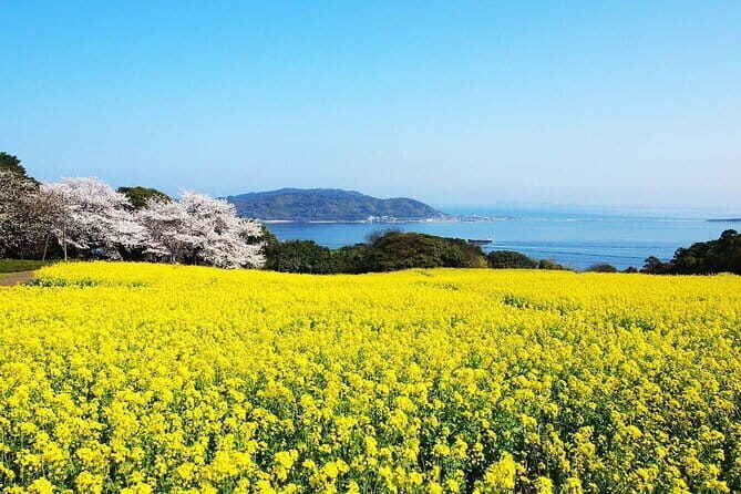 Visit Nokonoshima Island with Natural Attraction Pass - Summary: Is This Tour Worth It?