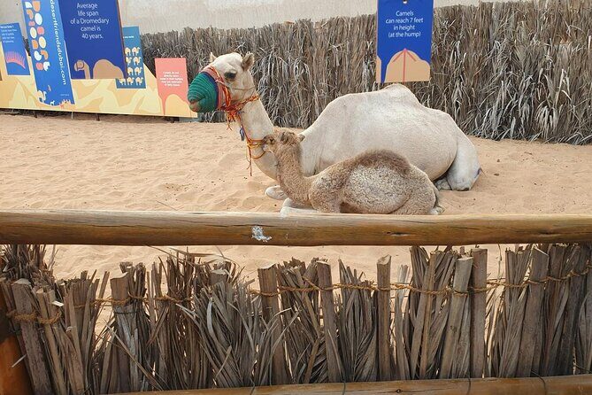 Visit Old Dubai History, Culture, Neighborhood Walking Tour - Final Thoughts