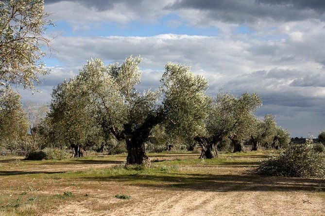 visit-olive-grove-centenary-with-oil-tasting-course-2