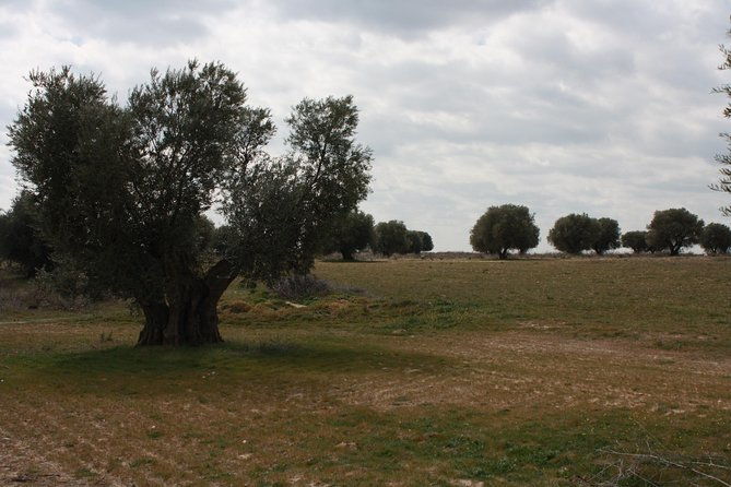 visit-olive-grove-centenary-with-oil-tasting-course-2