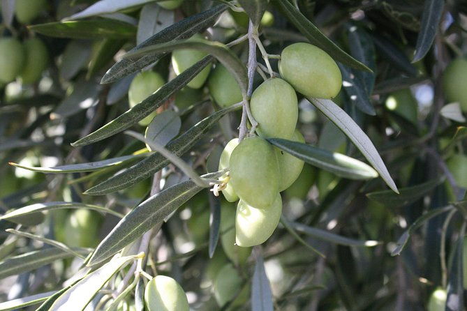 visit-olive-grove-centenary-with-oil-tasting-course-2