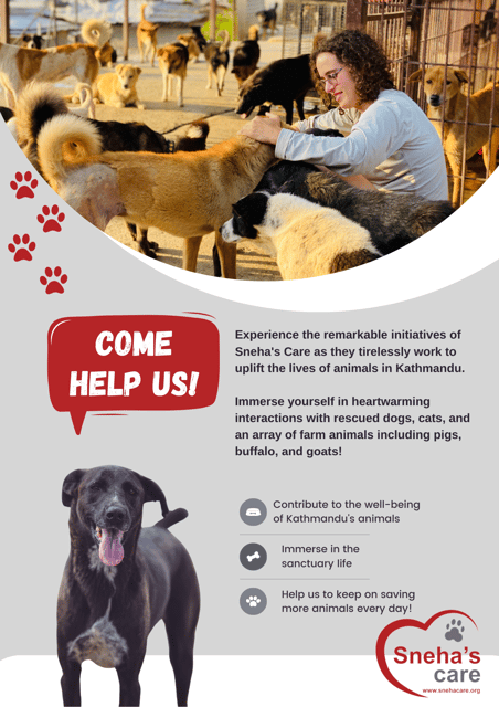 visit-our-non-profit-animal-sanctuary-in-kathmandu