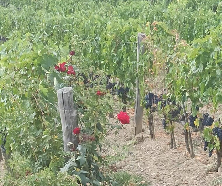 visit-pisa-lucca-with-lunch-in-a-family-run-winery