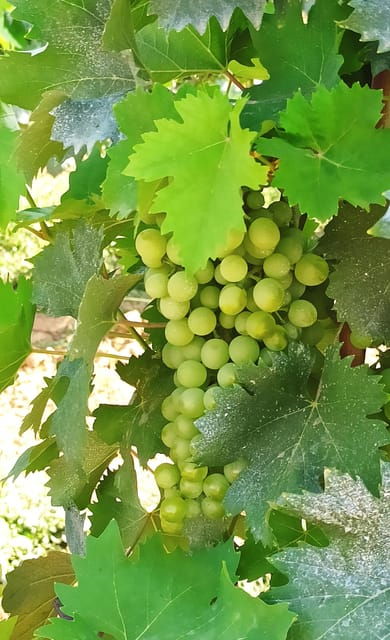 visit-pisa-lucca-with-lunch-in-a-family-run-winery