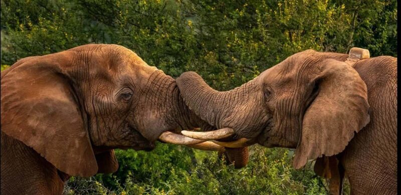 Visit Port Elizabeth :Addo Elephant Park Wildlife Safari - Key Points