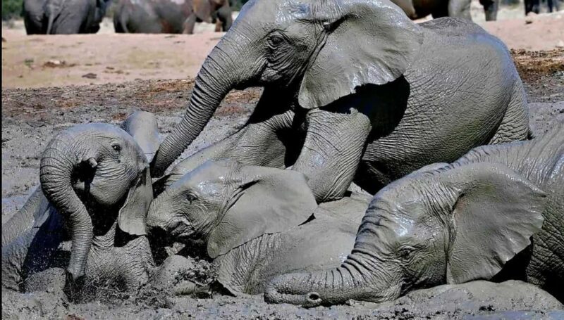 Visit Port Elizabeth :Addo Elephant Park Wildlife Safari - What to Expect from the Addo Elephant Park Wildlife Safari