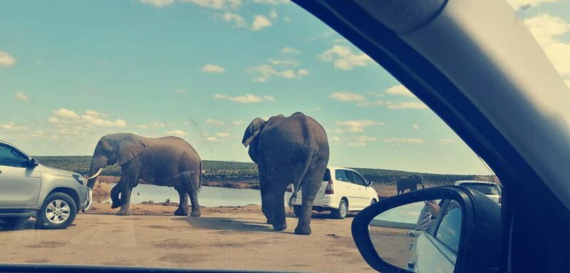 Visit Port Elizabeth :Addo Elephant Park Wildlife Safari - Who Will Love This Safari?
