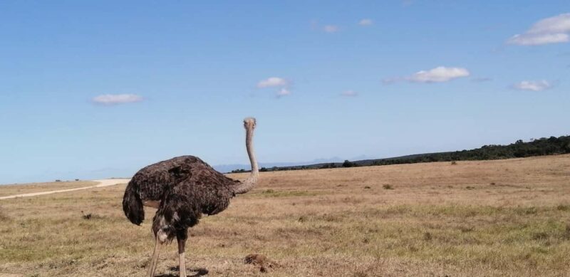Visit Port Elizabeth :Addo Elephant Park Wildlife Safari - Frequently Asked Questions