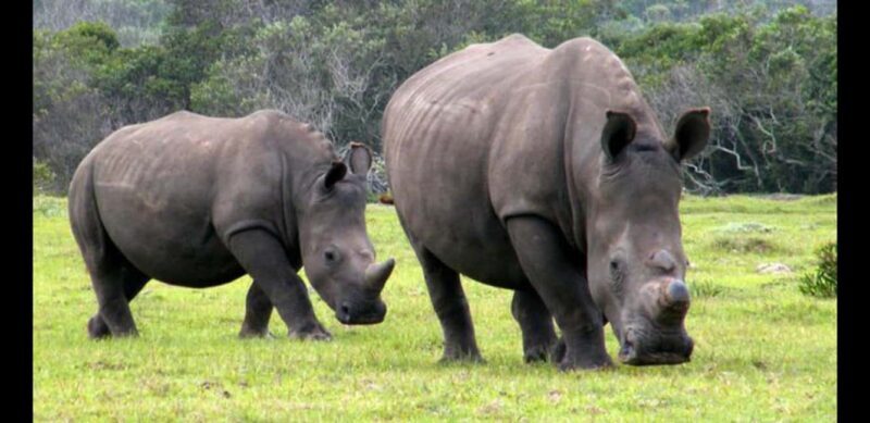 Visit Port Elizabeth :Kragga Kamma Wildlife Bus/Car tour - What to Expect from the Kragga Kamma Wildlife and Port Elizabeth City Tour