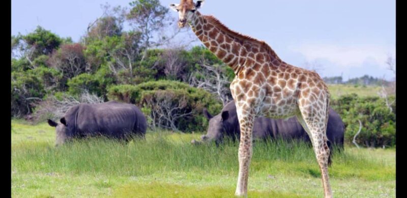 Visit Port Elizabeth :Kragga Kamma Wildlife Bus/Car tour - Additional Activities and Customization