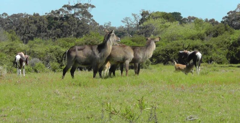 Visit Port Elizabeth :Kragga Kamma Wildlife Bus/Car tour - Practical Details and Tips