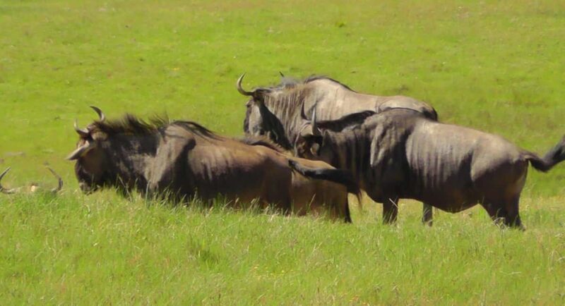 Visit Port Elizabeth :Kragga Kamma Wildlife Bus/Car tour - Is This Tour Right for You?