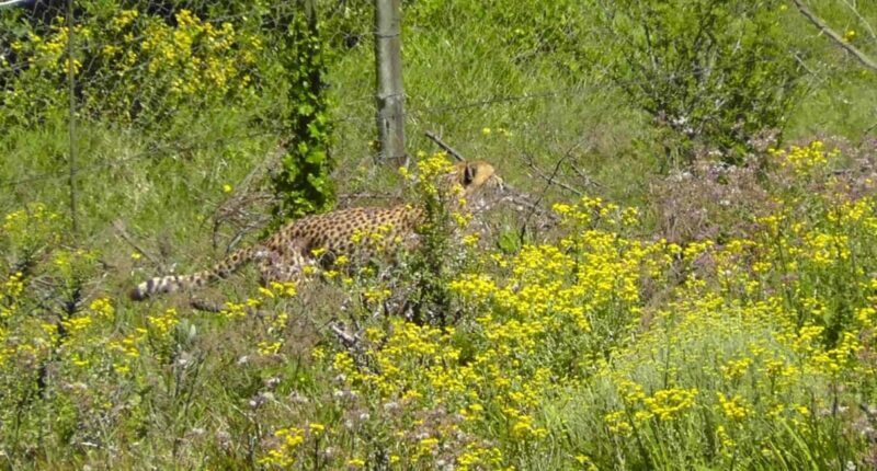 Visit Port Elizabeth :Kragga Kamma Wildlife Bus/Car tour - Final Thoughts