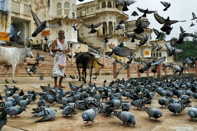 Visit Pushkar & Chittorgarh Fort from Jaipur with Udaipur Drop - The Sum Up