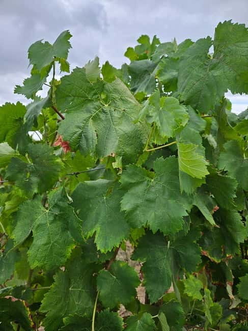 Visit Quinta de Sobre a Fonte with wine tasting and transportation - Introduction