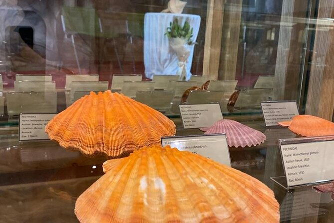 visit-shell-museum-cavtat