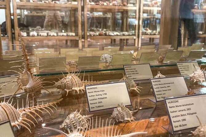visit-shell-museum-cavtat