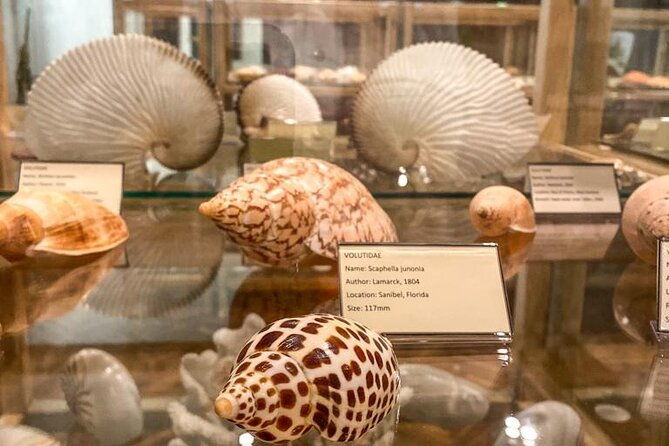 visit-shell-museum-cavtat