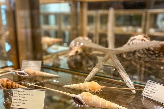 visit-shell-museum-cavtat