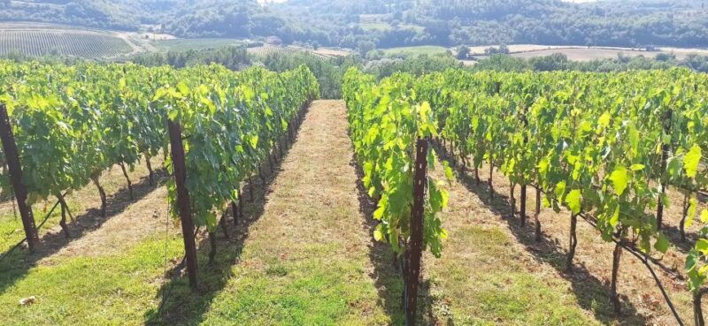 visit-siena-and-san-gimignano-with-lunch-at-a-family-farm