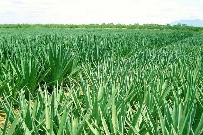 Visit Sisal Plantations & Processing Factory - Full Day Tour - An Authentic Look Into Tanzania’s Long-Standing Sisal Industry