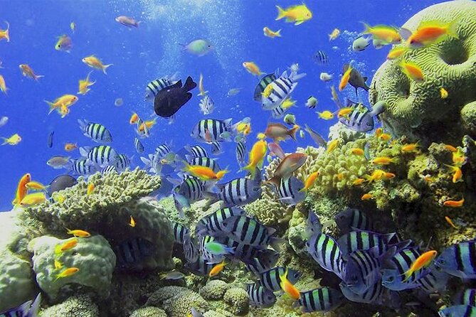 visit-the-cousteau-reserve-by-boat-without-a-license