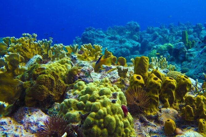 visit-the-cousteau-reserve-by-boat-without-a-license