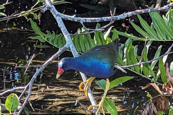 visit-the-everglades-in-french-with-transfer-and-1h30-airboat