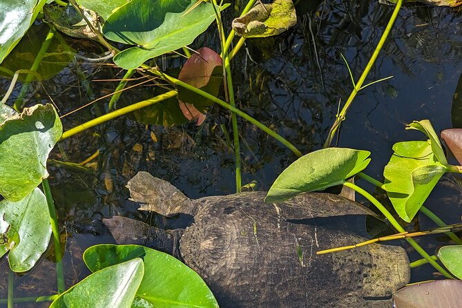 visit-the-everglades-in-french-with-transfer-and-1h30-airboat