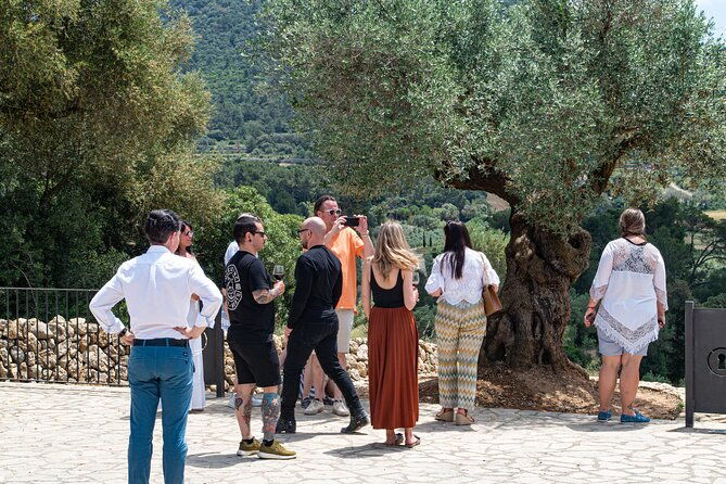 visit-the-finca-and-olive-grove-extra-virgin-olive-oil-tasting-and-snack