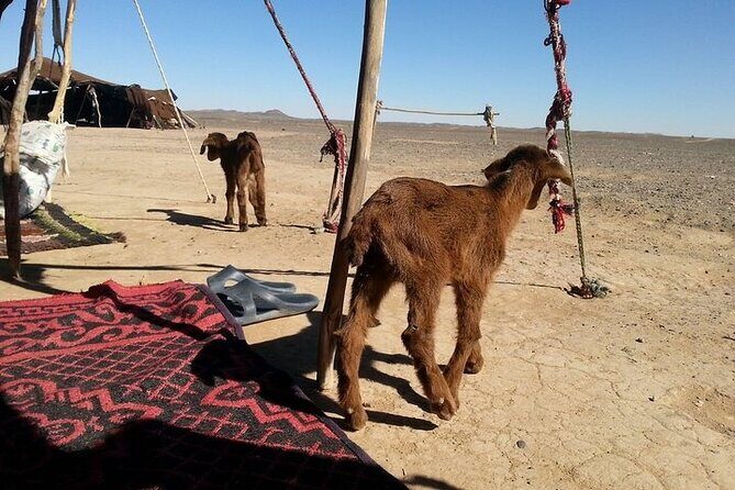 Visit The Nomads, Gnawa Music, Rally In Dunes, Berber Pizza - An In-Depth Breakdown of the Tour