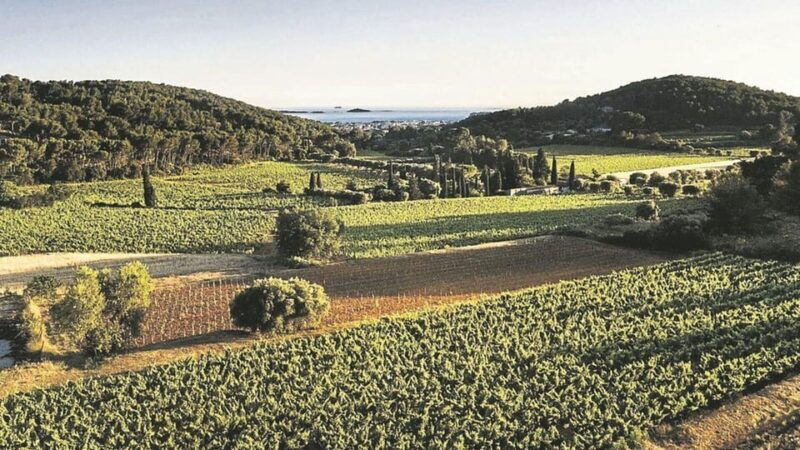 visit-the-vineyards-and-discover-bandol-wines