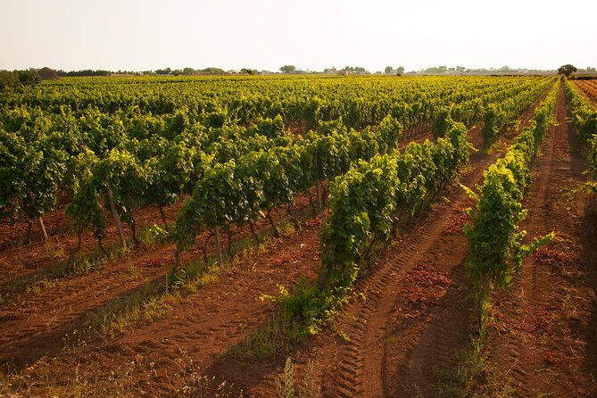 visit-to-a-winery-in-salento-with-wine-tasting-and-light-lunch-from-lecce