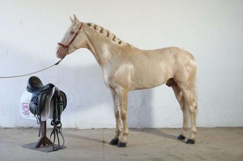 visit-to-angostura-stud-wine