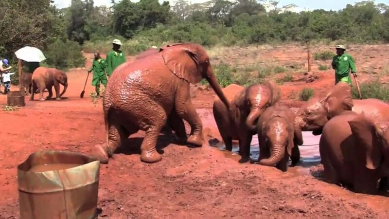 Visit to David Sheldrick Elephant Orphanage Tour - What to Expect from the David Sheldrick Elephant Orphanage Tour
