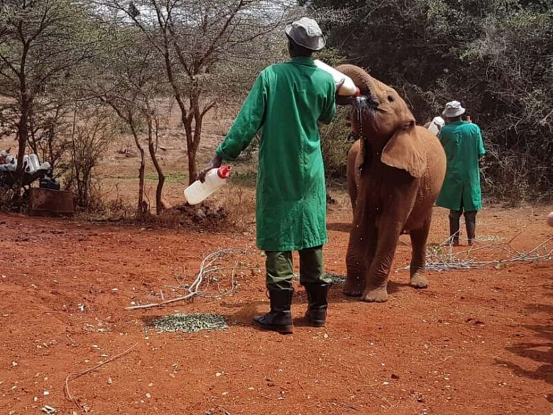 Visit to David Sheldrick Elephant Orphanage Tour - Why This Tour Offers Great Value
