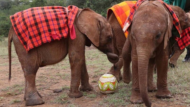 Visit to David Sheldrick Elephant Orphanage Tour - The Sum Up