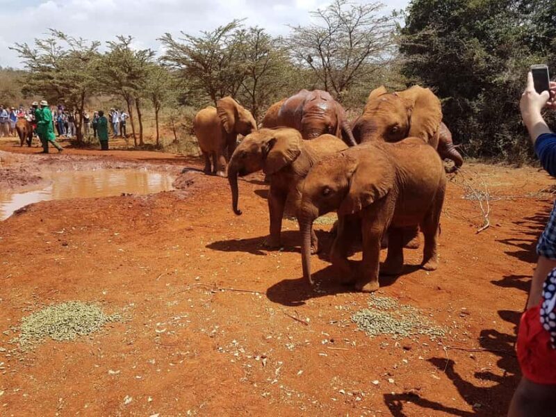 Visit to David Sheldrick Elephant Orphanage Tour - FAQ