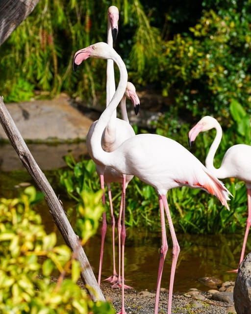 visit-to-madeira-bird-island