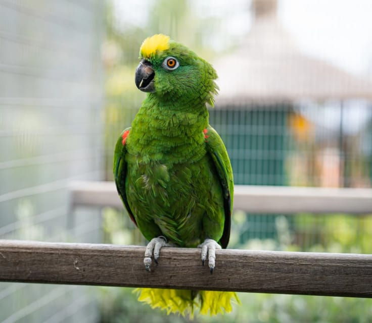 visit-to-madeira-bird-island