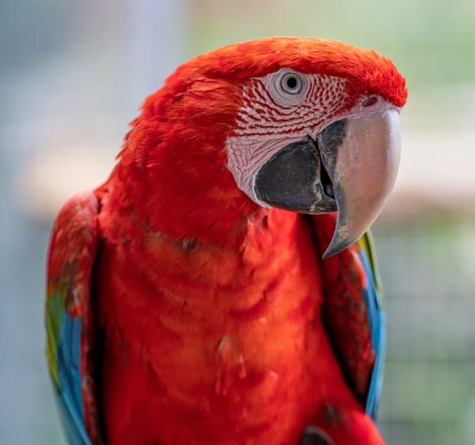 visit-to-madeira-bird-island