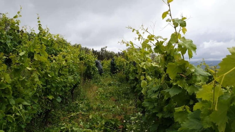 Visit to Quinta de Sobre a Fonte with wine tasting - pet friendly - Key Points