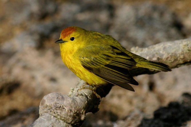 visit-to-spanish-island-san-cristobal