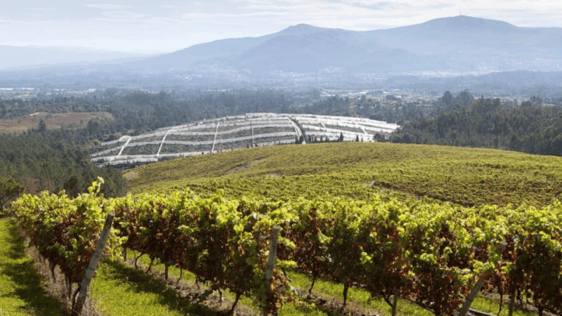 visit-to-the-adegas-valminor-winery-and-tasting