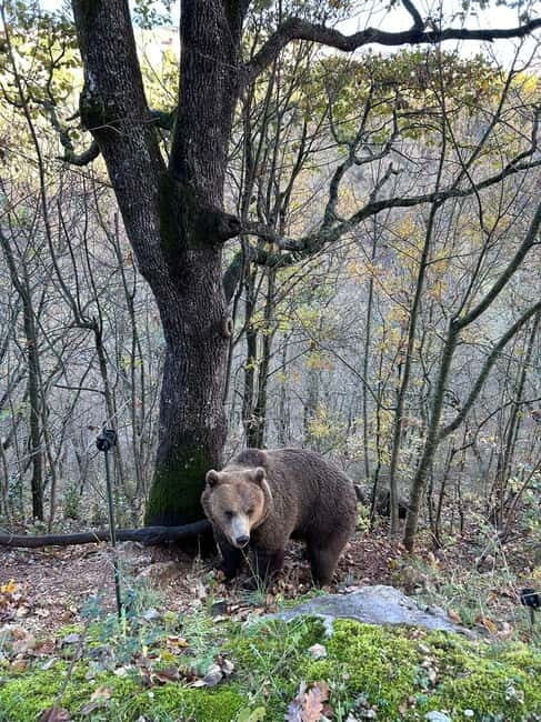Visit to the bear wildlife area and the medieval tower - An Authentic Encounter with Rescued Brown Bears