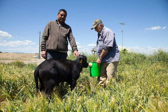 visit-to-the-bufale-and-dairy-farm-with-cheese-tasting