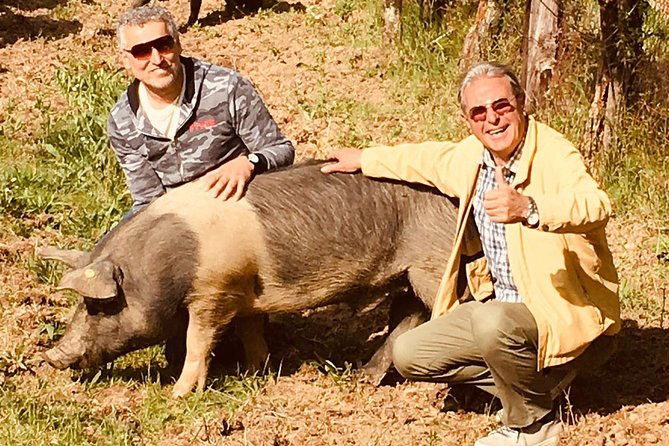 visit-to-the-cinta-senese-farm-in-montepulciano