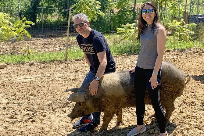 visit-to-the-cinta-senese-farm-in-montepulciano